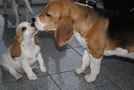 Beagle Beethoven liebt die Welpen, die immer so viel in der Schnauze haben